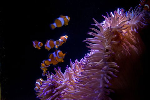 SEA LIFE Sunshine Coast Aquarium Entrance Ticket - Goulburn Accommodation 6