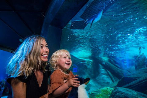 SEA LIFE Sunshine Coast Aquarium Entrance Ticket - Goulburn Accommodation 4