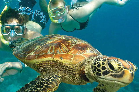 4-Day Cairns With Great Barrier Reef And Daintree Rainforest - Goulburn Accommodation 4