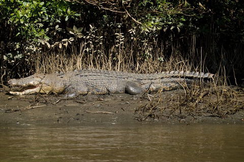 4-Day Cairns With Great Barrier Reef And Daintree Rainforest - Goulburn Accommodation 6
