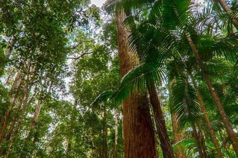 3-Day Fraser Island Hiking And 4WD Adventure From Hervey Bay - Goulburn Accommodation 1