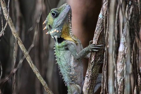 Mossman Gorge Adventure Day - Goulburn Accommodation 3