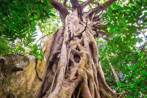 Mossman Gorge Adventure Day - Goulburn Accommodation 5