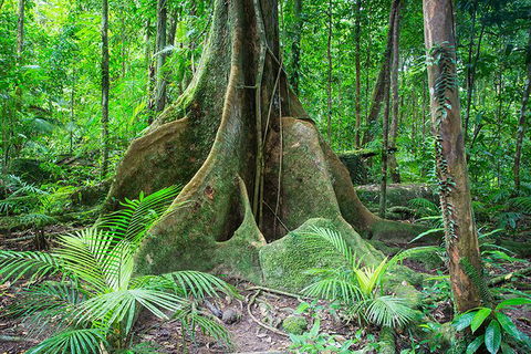 Mossman Gorge Adventure Day - Goulburn Accommodation 1