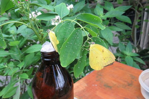 Australian Butterfly Sanctuary- Virtual Interactive Tour With Private Guide - Goulburn Accommodation 5