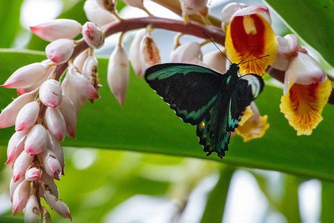 Australian Butterfly Sanctuary- Virtual Interactive Tour With Private Guide - Goulburn Accommodation 0