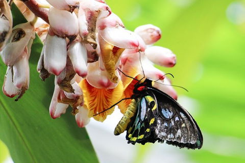 Australian Butterfly Sanctuary- Virtual Interactive Tour With Private Guide - Goulburn Accommodation 7