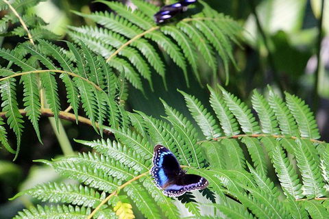 Australian Butterfly Sanctuary- Virtual Interactive Tour With Private Guide - Goulburn Accommodation 3