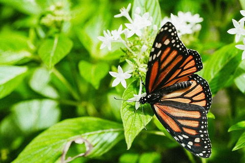 Australian Butterfly Sanctuary- Virtual Interactive Tour With Private Guide - Goulburn Accommodation 4