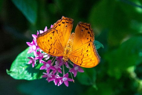 Australian Butterfly Sanctuary- Virtual Interactive Tour With Private Guide - Goulburn Accommodation 1