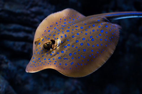 Cairns Aquarium Tour By Twilight With Drink And Appetiser - Goulburn Accommodation 5