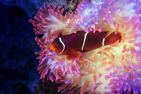 Cairns Aquarium Tour By Twilight With Drink And Appetiser - Goulburn Accommodation 2
