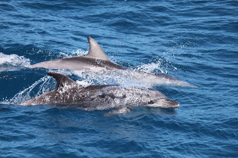 Sandy Straits Scenic & Wildlife Cruise - Goulburn Accommodation 1