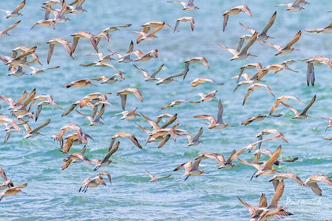 Sandy Straits Scenic & Wildlife Cruise - Goulburn Accommodation 4