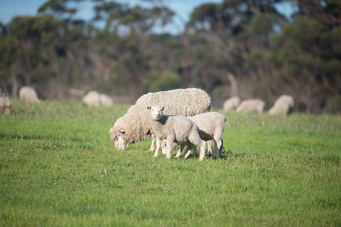 Fine Flavours - Full Day Kangaroo Island Food & Wine Tour - Goulburn Accommodation 9
