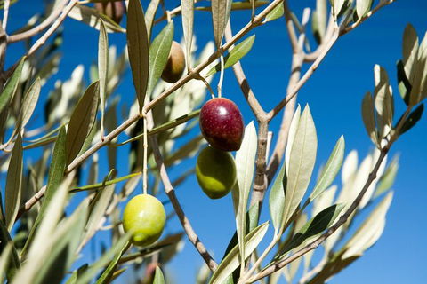 Fine Flavours - Full Day Kangaroo Island Food & Wine Tour - Goulburn Accommodation 3