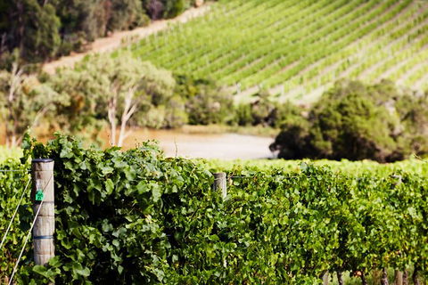 Mornington Peninsula 2-6 Guests With Lunch And Art Walk At Pt Leo Estate - Goulburn Accommodation 5