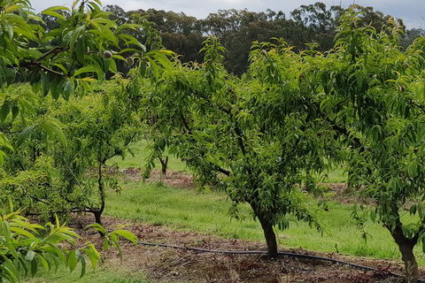 Yarra Valley Wineries And Rayners Orchard Tour From Melbourne - Goulburn Accommodation 27