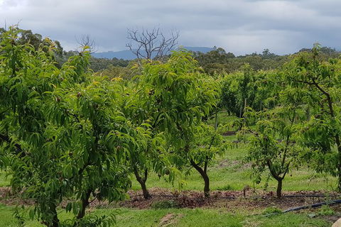 Yarra Valley Wineries And Rayners Orchard Tour From Melbourne - Goulburn Accommodation 16
