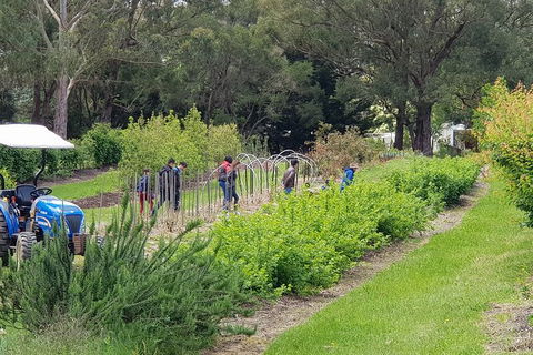 Yarra Valley Wineries And Rayners Orchard Tour From Melbourne - Goulburn Accommodation 3