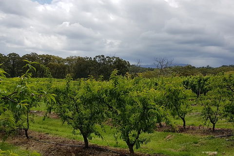 Yarra Valley Wineries And Rayners Orchard Tour From Melbourne - Goulburn Accommodation 18