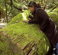 Washpool National Park - Washpool Walk - Goulburn Accommodation