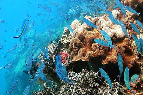 Ocean Free & Ocean Freedom - Cairns Premier Reef And Island Tours - Goulburn Accommodation 5
