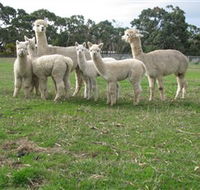 Blackgate Lodge Alpaca Stud - Goulburn Accommodation