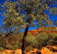 Mt Romance Australia Pty Ltd - Goulburn Accommodation