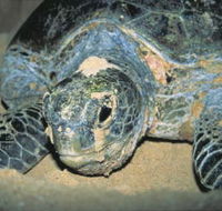 Turtle Nesting Season - Goulburn Accommodation