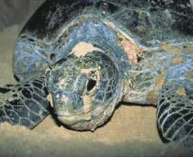 Turtle Nesting Season - Goulburn Accommodation 0