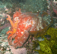 Jervis Bay Dive Charters - Goulburn Accommodation