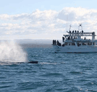 Dolphin Watch Cruises - Goulburn Accommodation