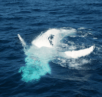 Dolphin Wild Cruises - Goulburn Accommodation