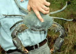 Whitsunday Crocodile Safari - Goulburn Accommodation