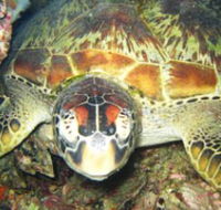 Adrenalin Snorkel and Dive - Goulburn Accommodation