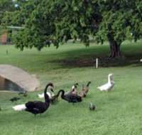 Anzac Park and Ululah Lagoon - Goulburn Accommodation