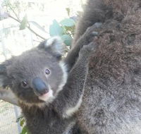 West Oz Wildlife Petting Zoos - Goulburn Accommodation