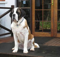 St Bernards Hotel - Goulburn Accommodation