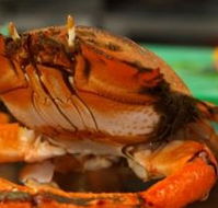 River Cottage Restaurant - Goulburn Accommodation