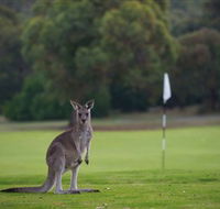 Anglesea Golf Club - Goulburn Accommodation