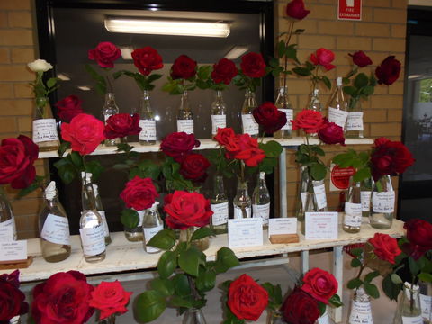 Anglican Spring Flower Show Gundagai - Goulburn Accommodation 0