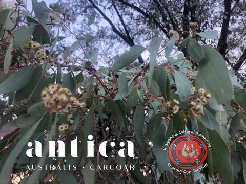 Antica Australis - Winter Fire Festival - Goulburn Accommodation 0