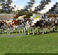 Brighton Show - Goulburn Accommodation