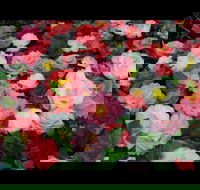 Camellia's Australia National Camellia Show - Goulburn Accommodation