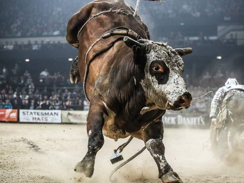 PBR Hawkesbury Stampede - Goulburn Accommodation 1
