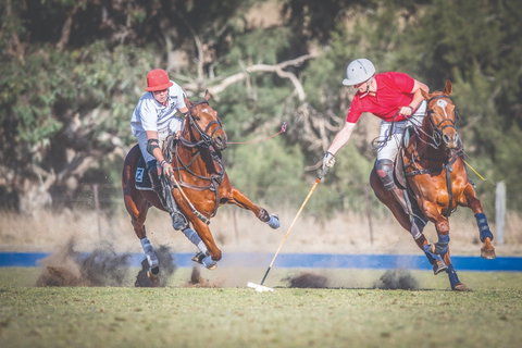 Scone Horse Festival - Goulburn Accommodation 1