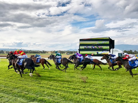 Scone Horse Festival - Goulburn Accommodation 2