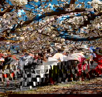 Young Cherry Blossom Long Lazy Lunch - Goulburn Accommodation