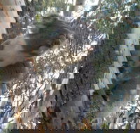 Annual Koala Count - Goulburn Accommodation